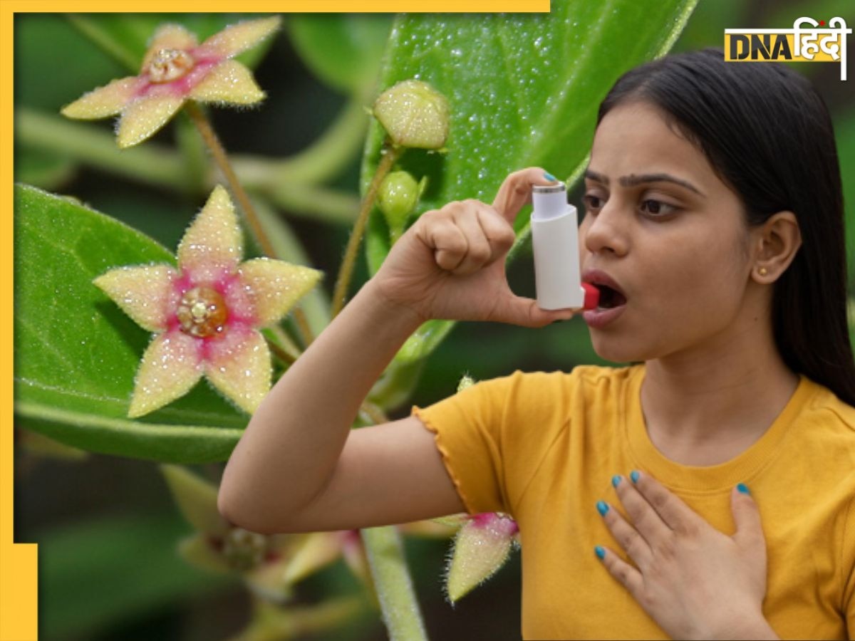 Dambel Plant Benefits: इस पौधे में छिपा है अस्थमा-सांस से जुड़ी बीमारियों का इलाज, जानें इस्तेमाल का सही तरीका