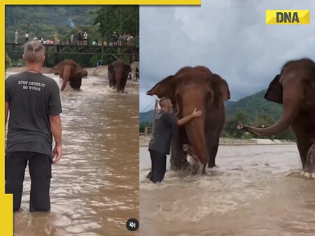 Viral video: Elephants' joyous reunion with human friend after month