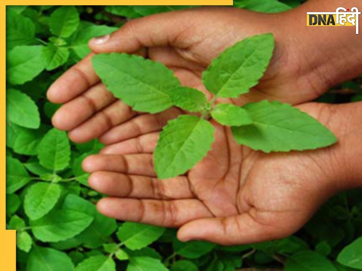 Tulsi Leaves: डायबिटीज मरीजों के लिए रामबाण है तुलसी के पत्ते, ब्लड शुगर कंट्रोल करने से लेकर सेहत को मिलते हैं 5 और फायदे