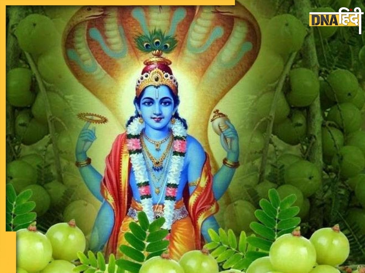 Akshaya Navami 2023:  आज है अक्षय नवमी, आंवले के पेड़ की पूजा से खत्म होंगे सारे कष्ट और पाप