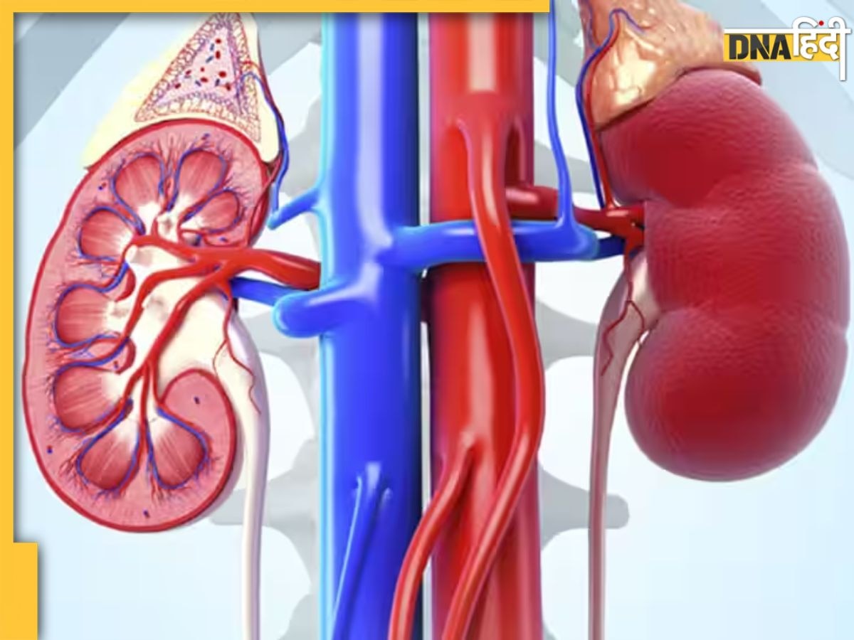 Kidney Detox Herbs: ये 5 आयुर्वेदिक टिप्स किडनी में भरे विषाक्त पदार्थों को छानकर कर देंगे बाहर