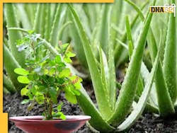 Ayurveda Plants: सर्दियों में घर पर उगाएं ये 5 औषधीय पौधे, Winter Health Care के लिए है बेस्ट