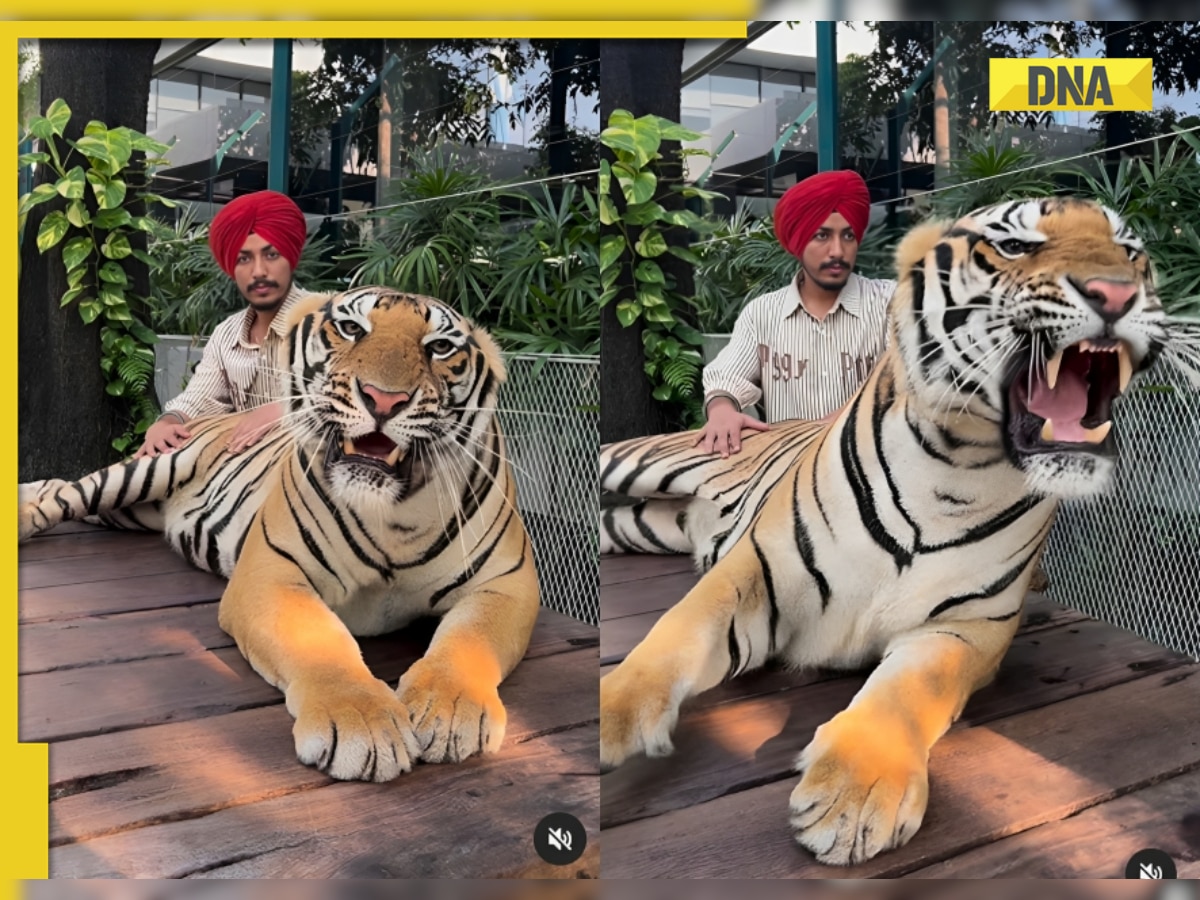 Viral video sparks outrage as man attempts to pet giant tiger, watch