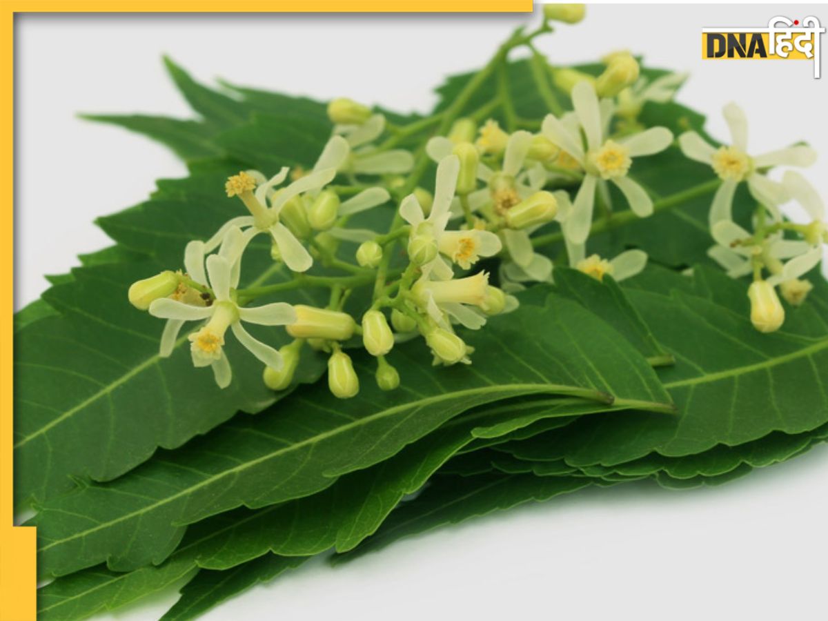 Neem Flower Benefits पत्तियांछाल ही नहीं, नीम के फूल भी सेहत के लिए