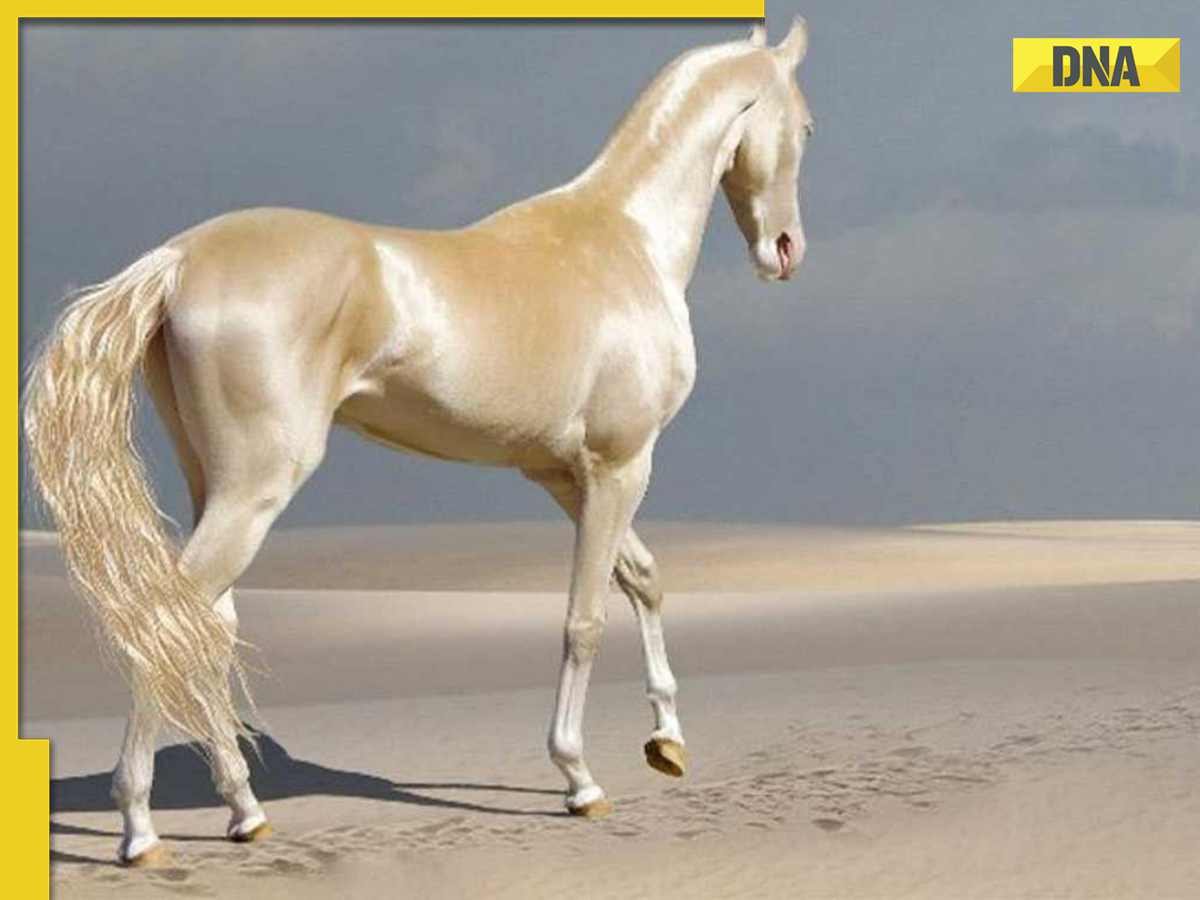 This is world's most beautiful equine, also known as 'Golden Horse ... Image Nitish Kumar image beautiful image beautiful image beautiful image beautiful image beautiful image beautiful - This is world's most beautiful equine, also known as 'Golden Horse ...