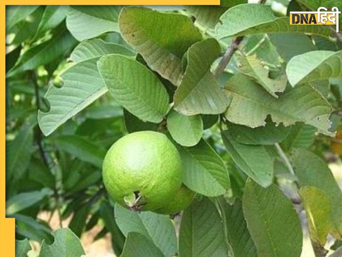 Guava Leaves Chutney: इस हरे फल के पत्तों की चटनी खाते ही कंट्रोल हो जाएगा डायबिटीज और कोलेस्ट्रॉल, सेहत को मिलेंगे ये 6 फायदे