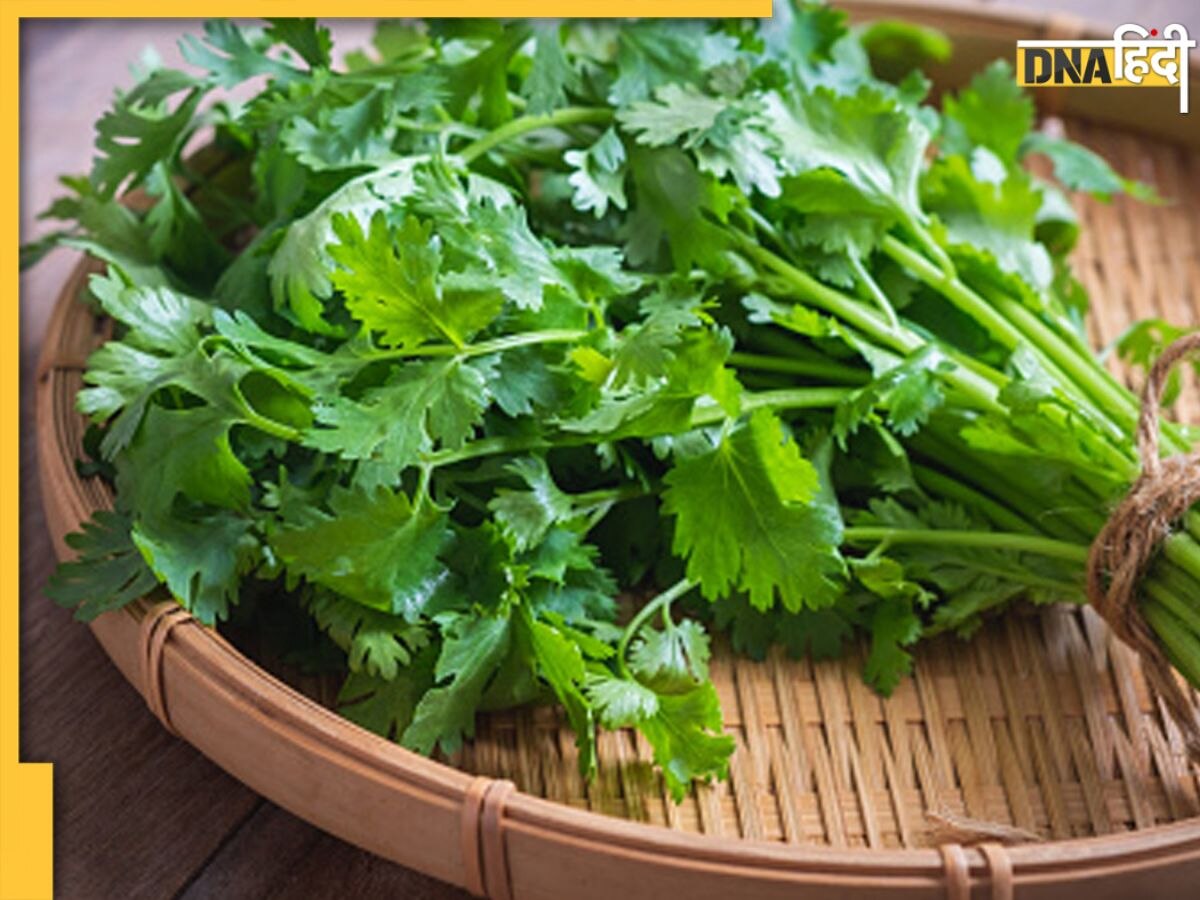 Coriander Leaves Benefits: गार्निशिंग के लिए इस्तेमाल होने वाला धनिया पत्ता इन 5 बीमारियों में है रामबाण, मिलते हैं ये फायदे