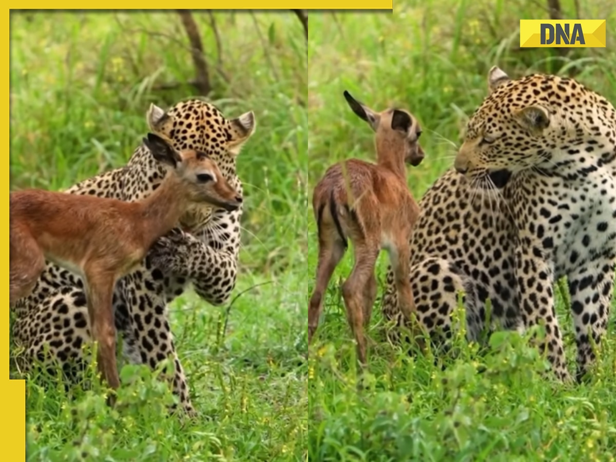 Viral video: Leopard protects baby deer from hyena threat, watch