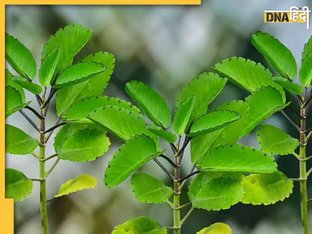 सिर दर्द से लेकर ब्लड सर्कुलेशन तक को ठीक कर देता है पत्थरों में मिलने वाला ये पौधा, पत्तियां खाते ही मिलता है आराम