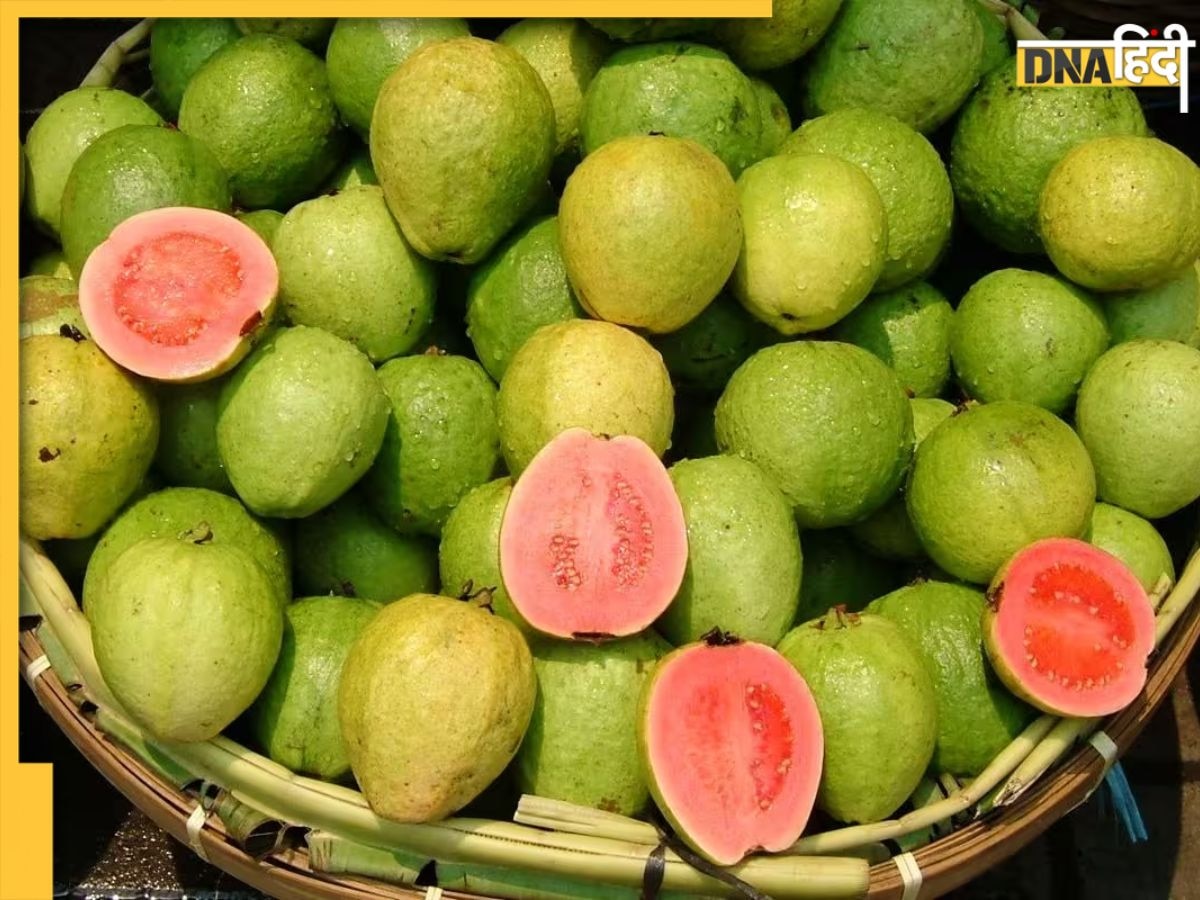 Guava Health Benefits: सर्दियों में अमरूद खाने से मिलते हैं कई फायदे, इन 5 बीमारियों से तुरंत मिलती है राहत