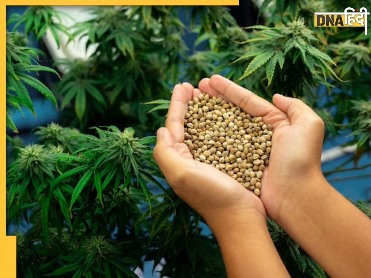 Hemp Seeds Benefits: शरीर के भयंकर दर्द से छुटकारा दिलाएंगे भांग के बीज, मिलेंगे और भी कई फायदे