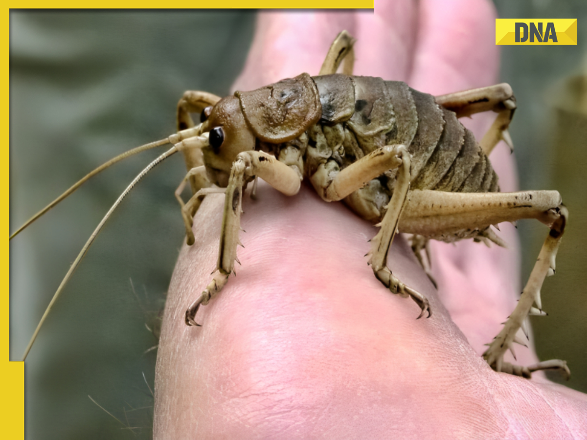 This is world's heaviest insect, weighs 'three' times more than a rat