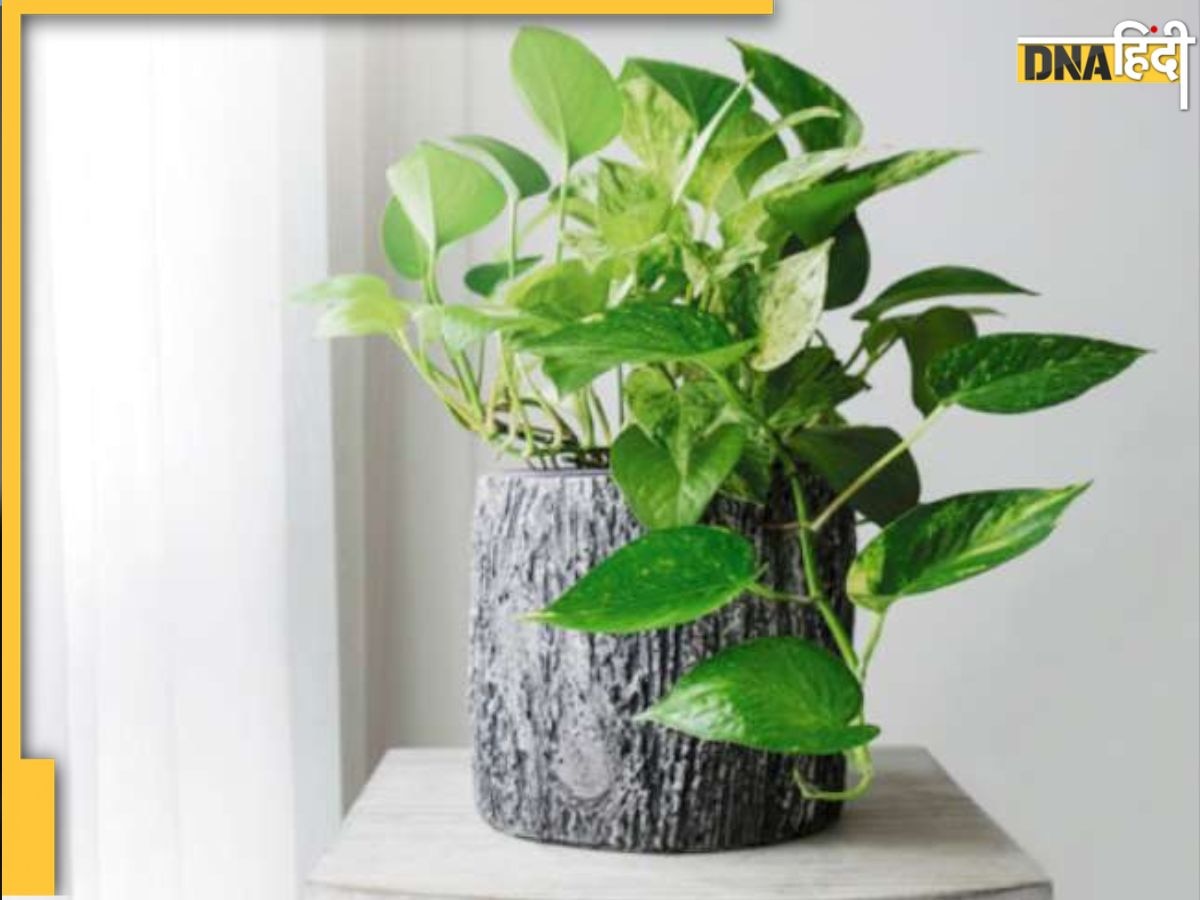 Money Plant Vastu: मनी प्लांट को बांधें यह धागा, तरक्की, धन वृद्धि को कोई नहीं रोक सकता