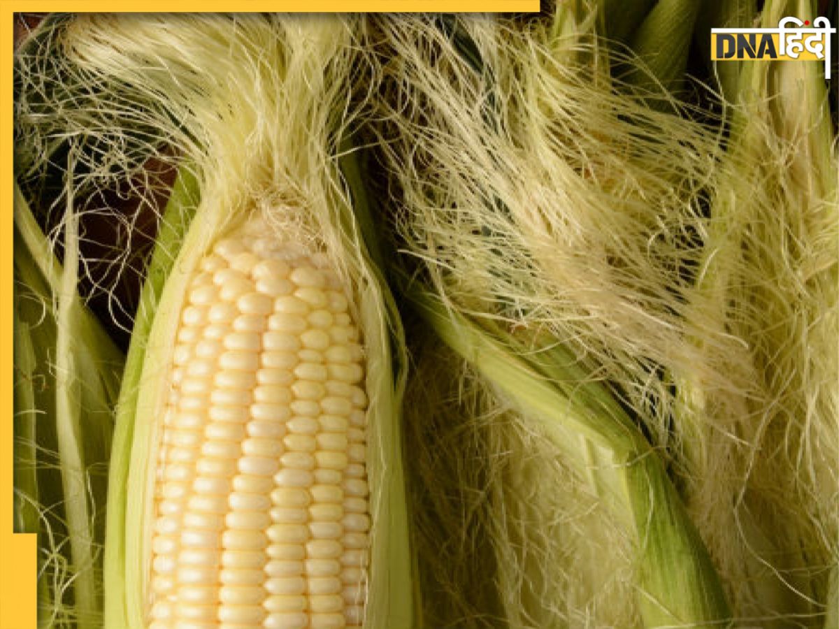 Corn Silk Benefits डायबिटीज से किडनी स्टोन तक, भुट्टे का बाल में छिपा है इन 4 बीमारियों का