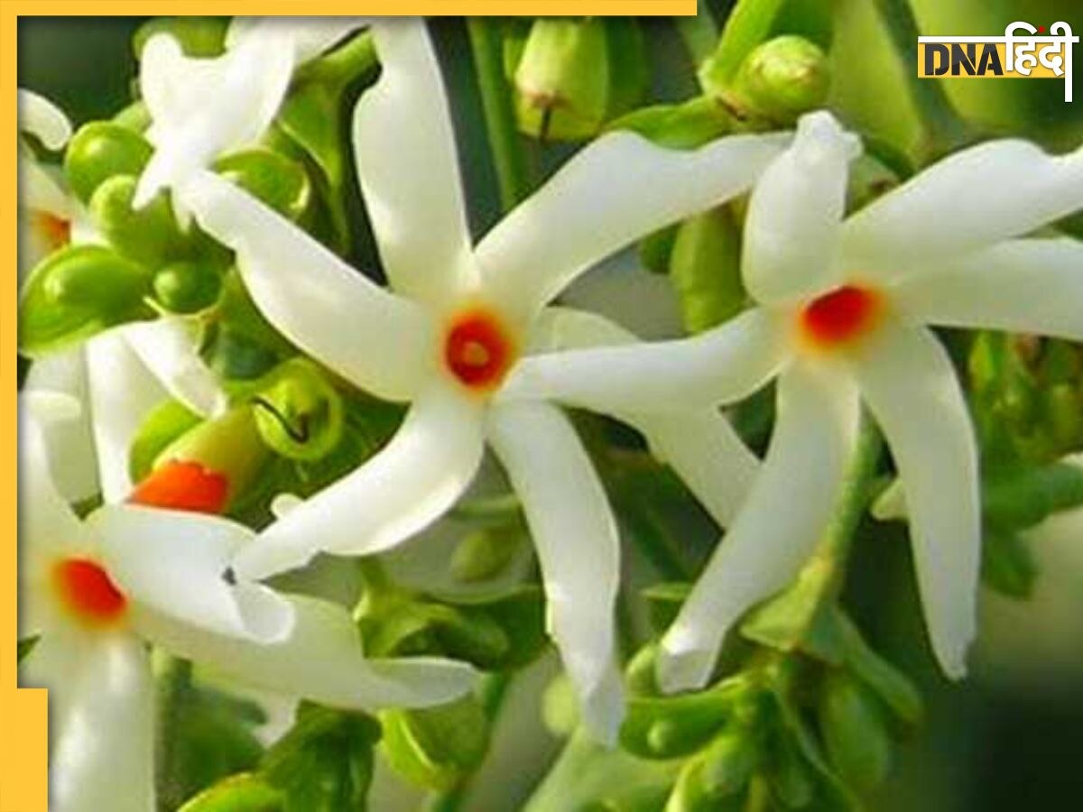 Health Benefits Of Jasmine: डायबिटीज से लेकर आर्थराइटिस तक सही कर देगा यह महकदार फूल, इन 6 बीम��ारियों की होगी छुट्टी