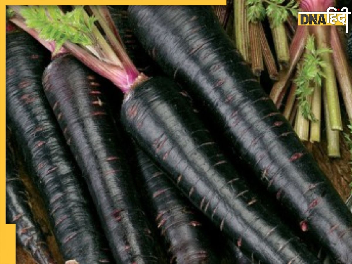 Black Carrot Benefits: सर्दियों में लाल से भी ज्यादा फायदेमंद है काली गाजर, पेट से लेकर दिल तक की हेल्थ को रखती है दुरुस्त