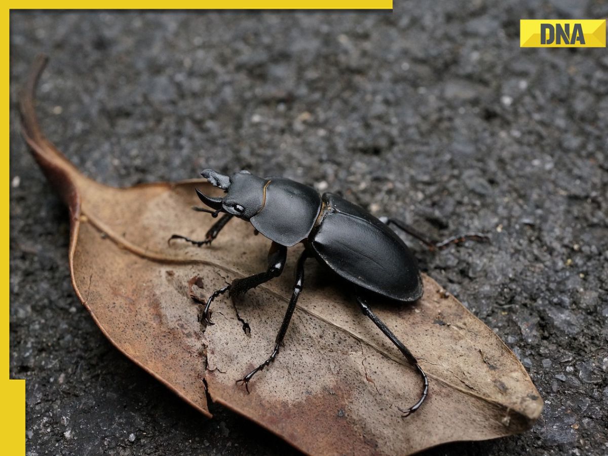 Stag deals beetle price