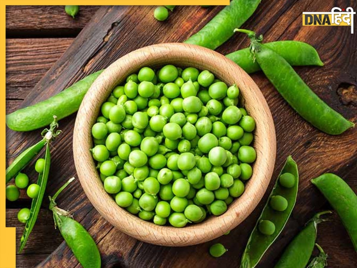 Green Peas Benefits:सर्दियों में रोज खाएं कच्ची हरी मटर मिलेंगे ये 5 बड़े फायदे, दुरुस्त रहेगी सेहत