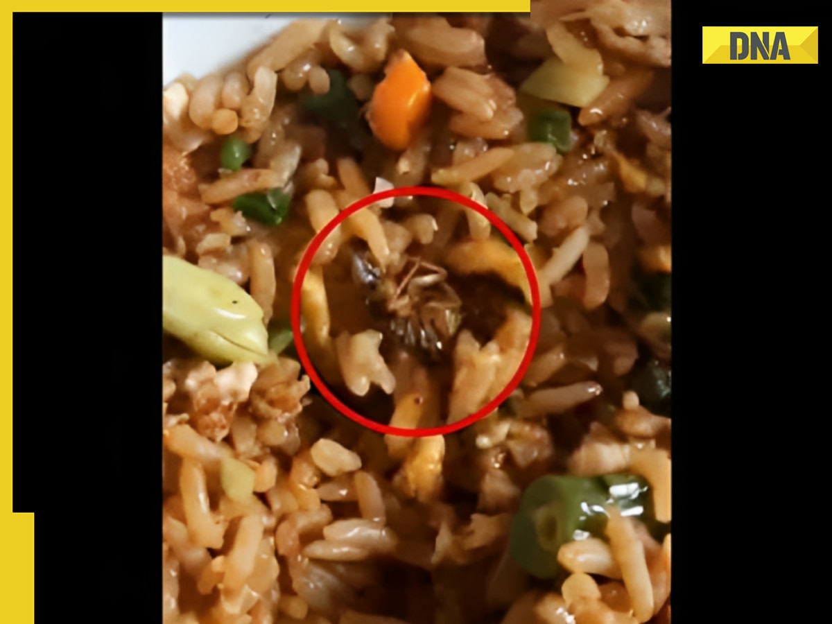 Bengaluru resident finds cockroach in Zomato-ordered food, company responds