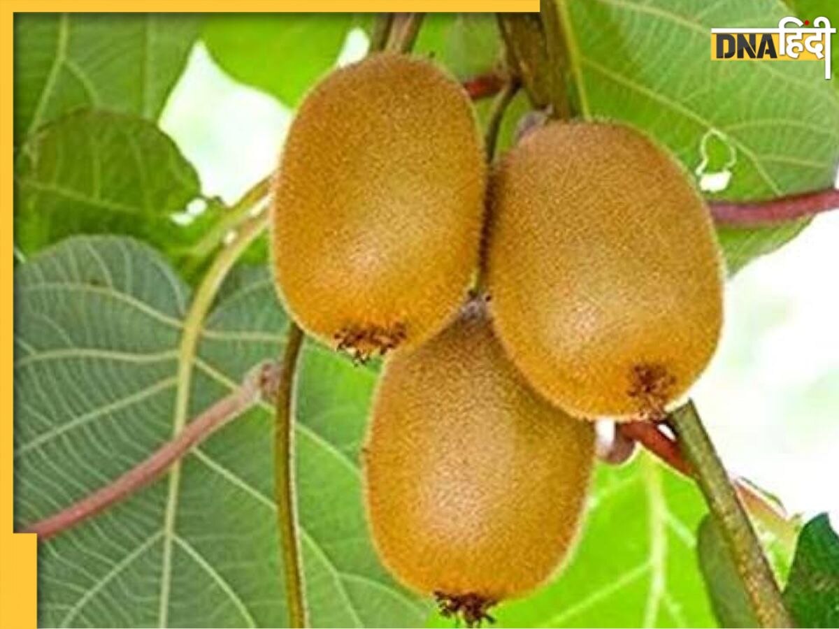 Healthy Fruits: बैक्टीरिया-वायरस से रहना है दूर तो रोज खाएं ये फल, बीमारियां रहेंगी कोसों दूर