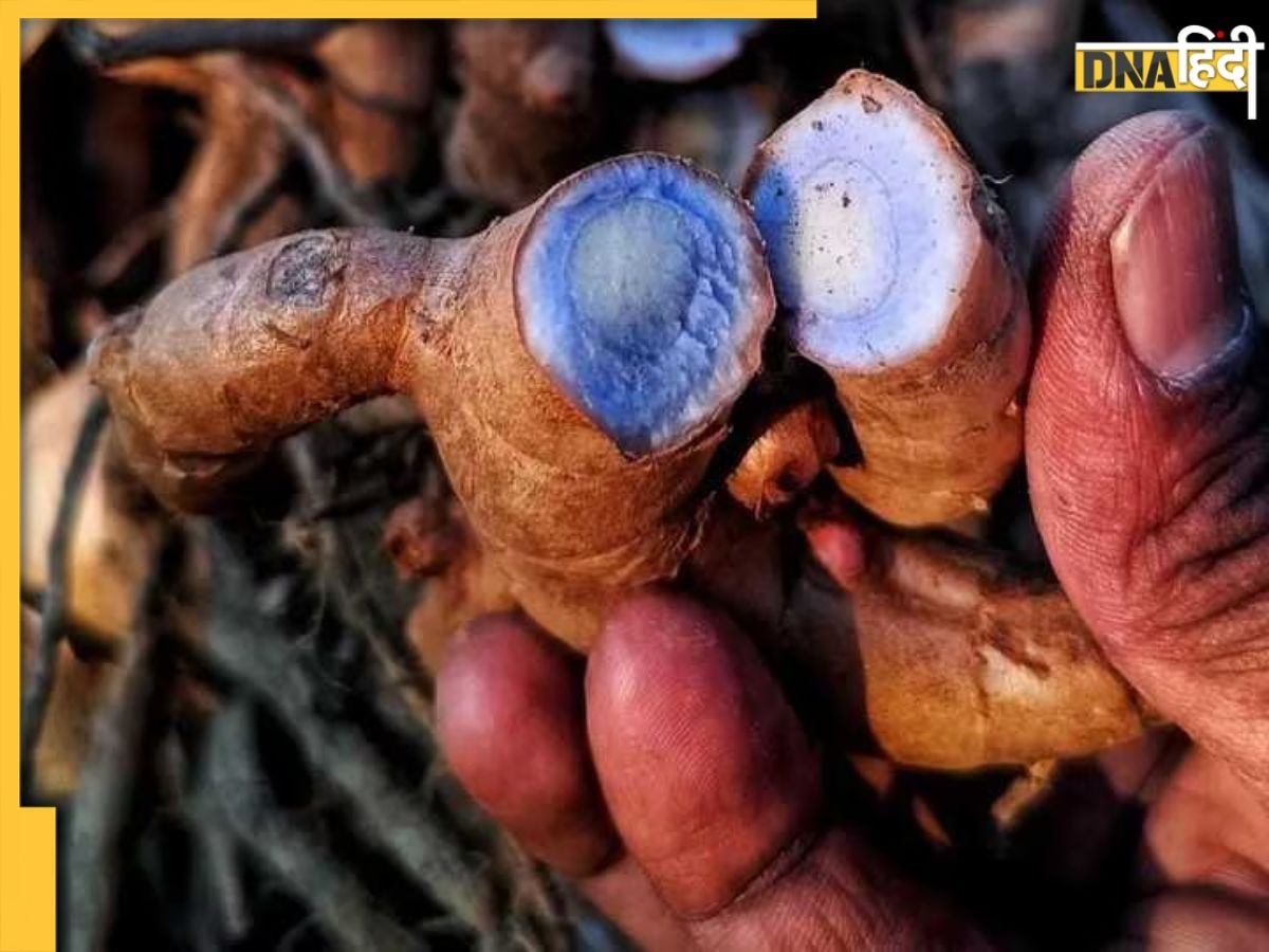 Black Turmeric Benefits: औषधीय गुणों की खान है काली हल्दी, चोट-मोच से जोड़ों के दर्द तक, इन बीमारियों में है फायदेमंद