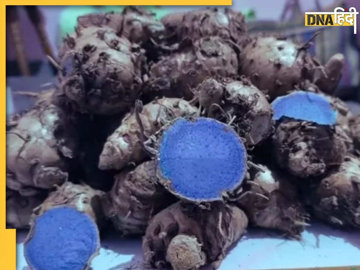 Black Turmeric Benefits: जोड़ों के दर्द और सूजन को गायब कर देगी काली हल्दी, जानें सर्दियों ��में कैसे करें इस्तेमाल