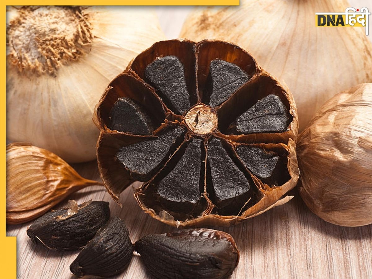 Black Garlic Benefits: सूजन से शुगर तक, इन बीमारियों में दवा का काम करता है काला लहसुन, दिल भी रहेगा सेहतमंद