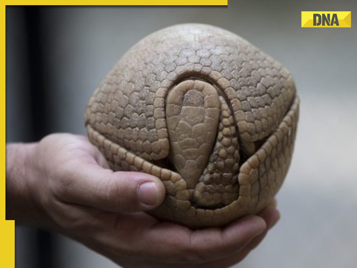 Armorlike skin of this animal serves as 'bulletproof jacket' against