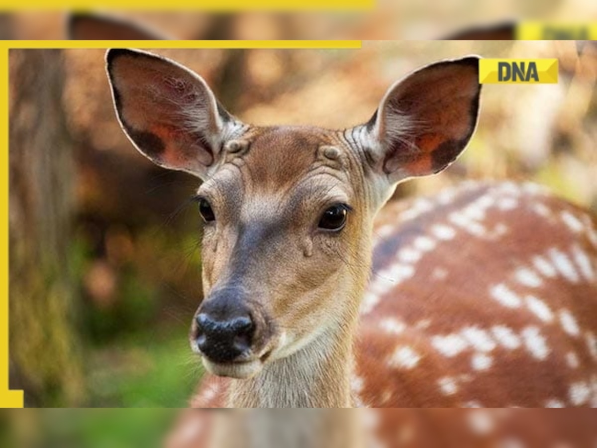 What is 'Zombie deer disease' spreading in US, and why are scientists concerned over its transmission to humans?