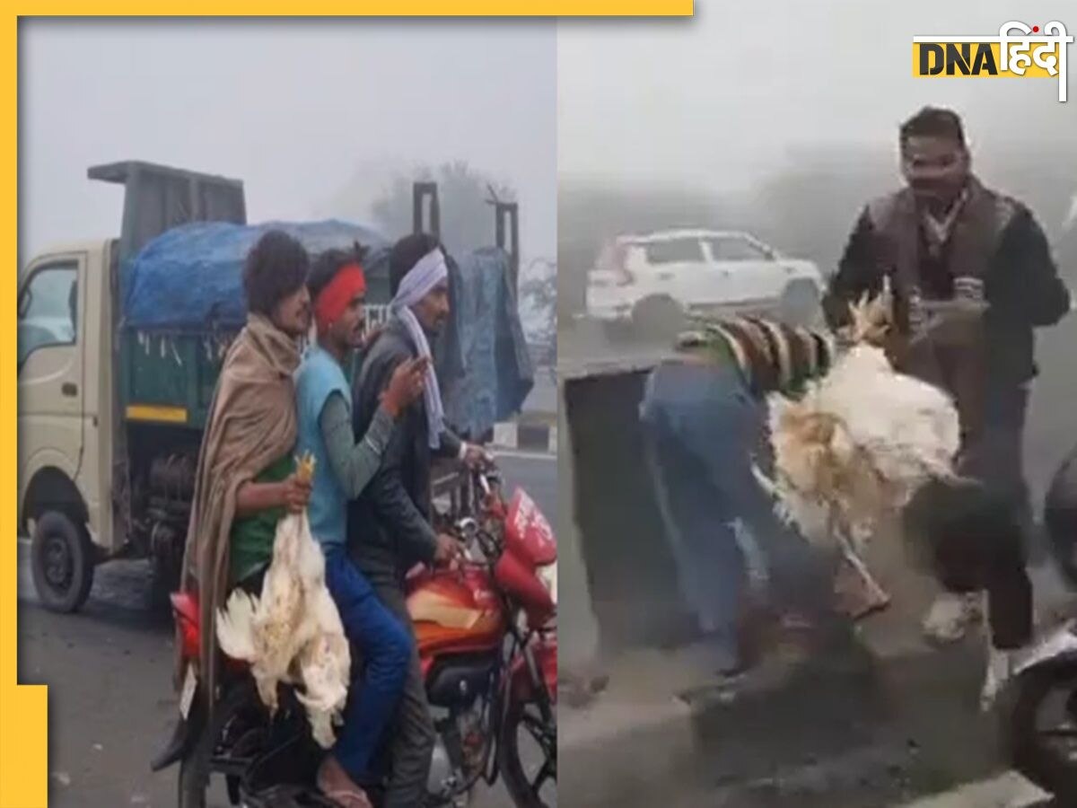 VIDEO: कोहरे में पलटी मुर्गों से भरी गाड़ी, घायलों को छोड़ लूटने में लग गए लोग, कोई बाइक तो कोई कार में लेकर हुआ फरार