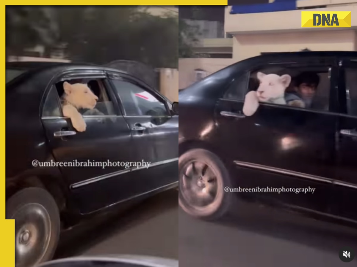 Unusual scene in Pakistan: Lion cub spotted riding in car, video goes viral