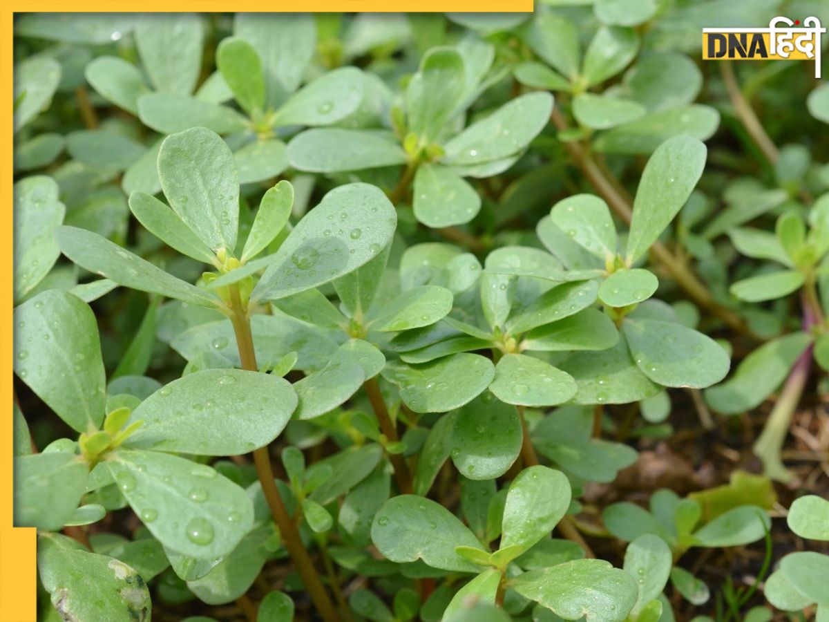 Saag Benefits हार्टडायबिटीज मरीजों के लिए रामबाण औषधि है ये साग