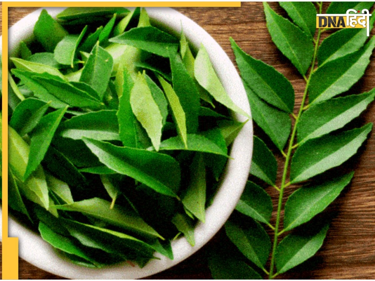 Curry Leaves: बालों से लेकर आंखों तक के लिए संजीवनी का काम करती हैं ये रहे पत्तियां, सर्दियों में सुबह उठकर चबाने से मिलेंगे फायदे