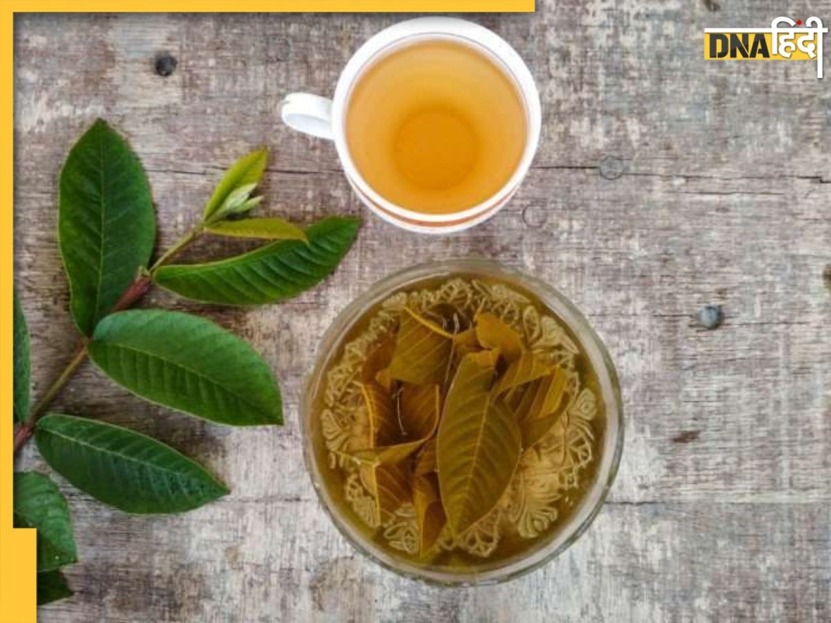 Guava Leaf Tea: कोलेस्ट्रॉल से डायबिटीज तक, अमरूद की पत्तियों से बनी चाय से दूर होते हैं ये 5 रोग, जानें रेसिपी