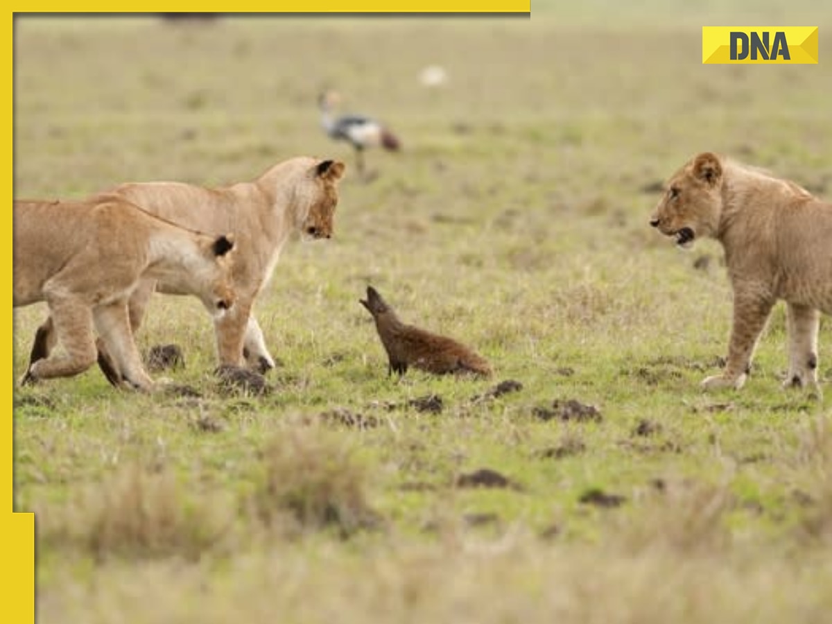 Fearless mongoose stands tall against lion pack in viral video