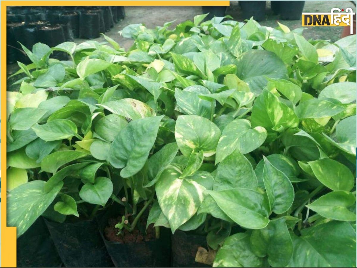 Money Plant Care Tips: पत्ते अगर बदल रहे हों रंग, तो आप तुरंत बदल लें अपना ढंग