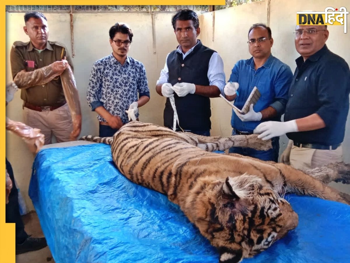 Ranthambore Tiger Reserve के बाघों पर संकट, एक साल में 8 बाघ-बाघिन का मिला शव और 12 अब भी गायब