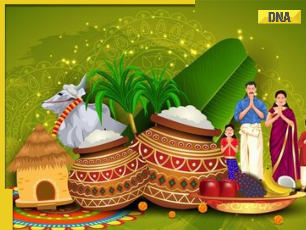 Pongal 2024: Is Pongal on January 14 or 15? Know date, time, rituals, significance of this auspicious festival