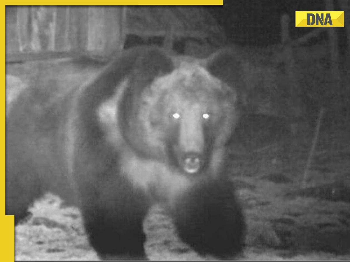 Rare Tibetan brown bear spotted in Sikkim, viral pic captivates internet