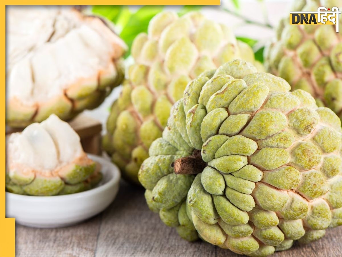 Custard Apple Health Benefits: दुबले पतले लोगों के लिए रामबाण है यह फल, हर दिन खाने पर मिलते हैं ये 6 फायदे