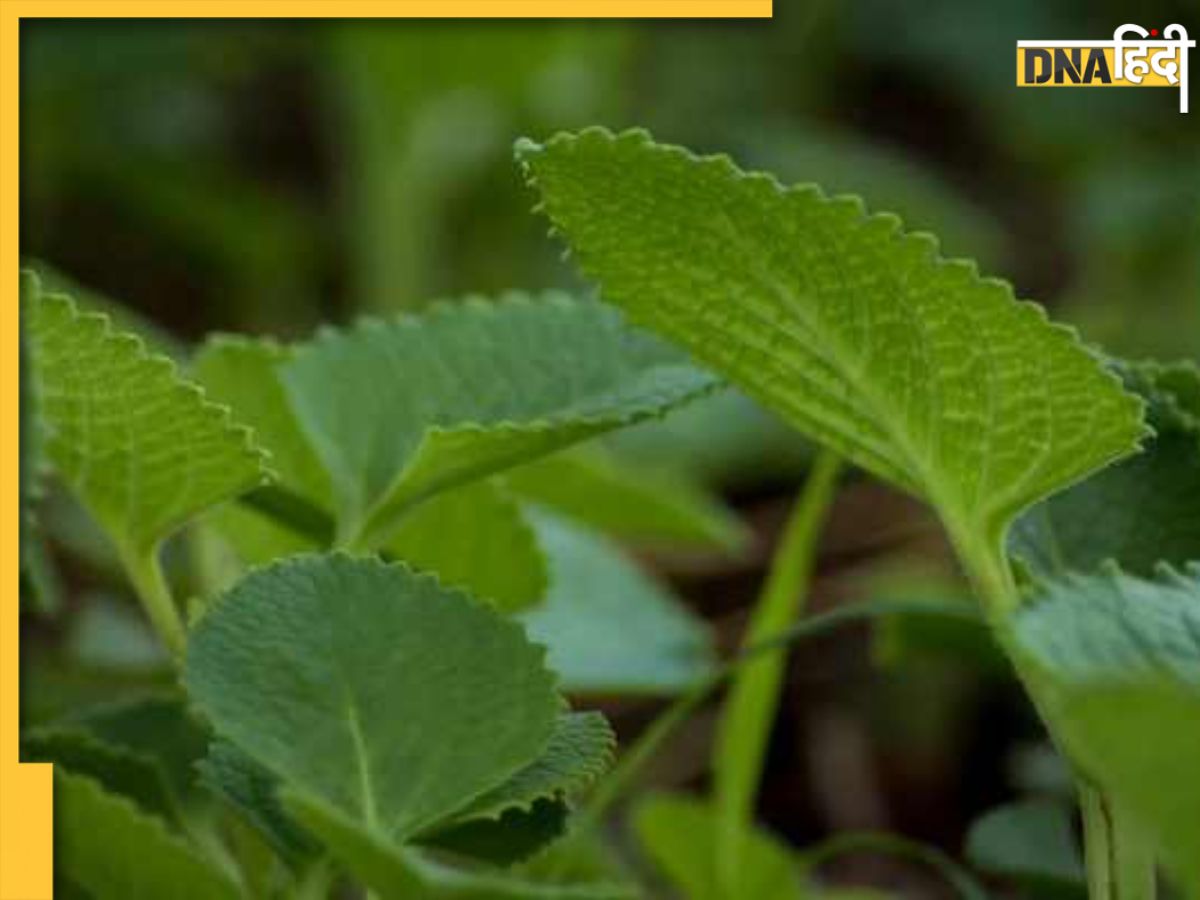 Ajwain Leaves Benefits अजवाइन की पत्तियां में छिपा है इन 5 बीमारियों
