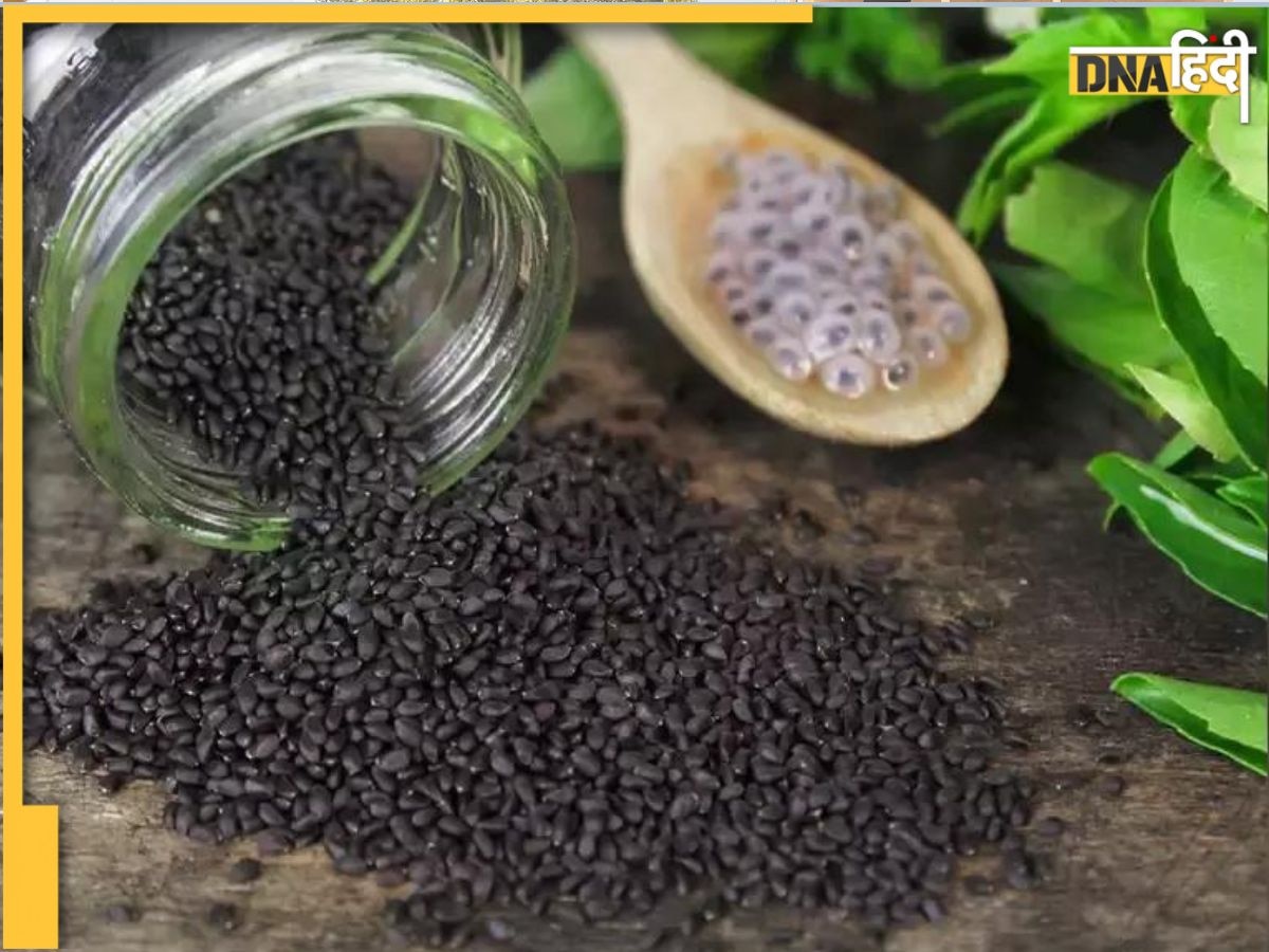 Basil Seeds Benefits: सुबह खाली पेट तुलसी के बीज खा लिया तो ब्लड शुगर से लेकर कोलेस्ट्रॉल तक होगा कम