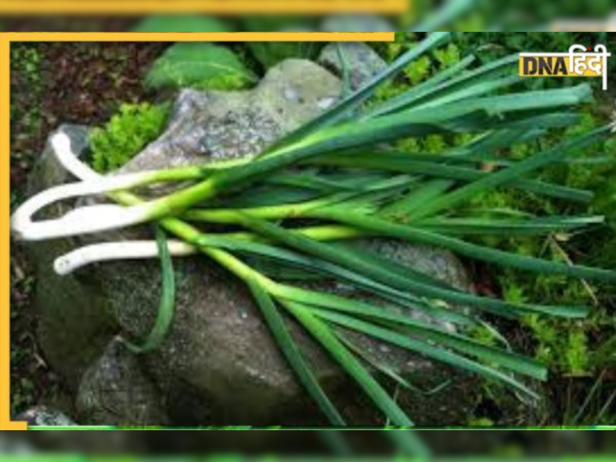 Garlic Leaves Benefits: हाई कोलेस्ट्रॉल और हाई ब्लड प्रेशर में लहसुन की हरी पत्तियां करेंगी कमाल, ऐसे खाएंगे तो मिलेगा जबरदस्त फायदा