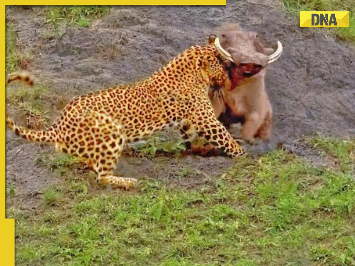 Warthog triumphs over leopard in intense jungle showdown, video is viral