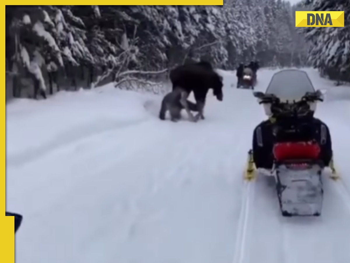 Viral video: Man attempts to pet wild moose, ends up with broken leg