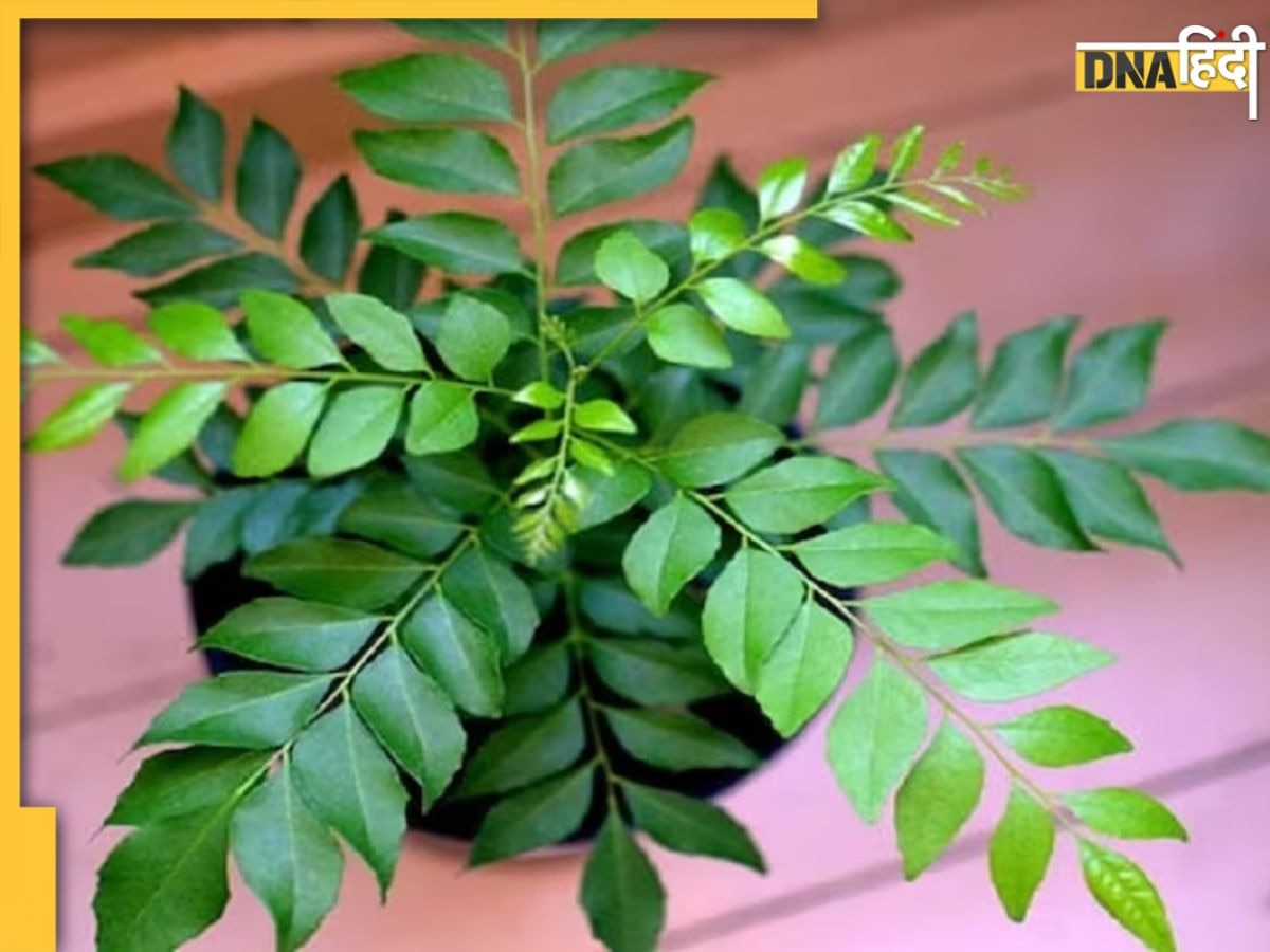 Curry Leaves Benefits: सेहत के लिए फायदेमंद है करी पत्ता, फ्री में मिलेगा इन 5 बीमारियों से छुटकारा