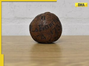 285-year-old lemon discovered in deceased man's cabinet sold for over ₹1.48 lakh, details here