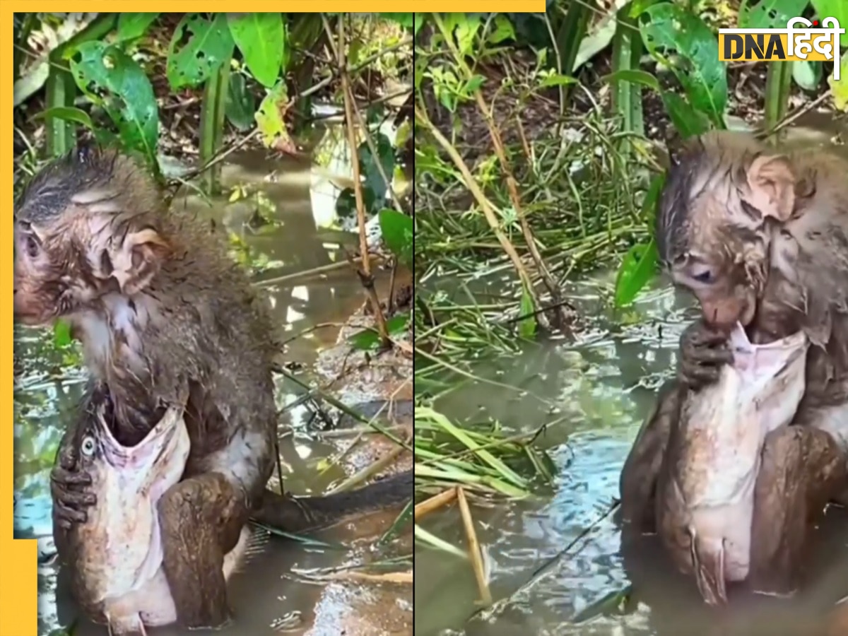 Viral Video: मछली ने की बंदर के शिकार की कोशिश, वीडियो में देखें फिर ...