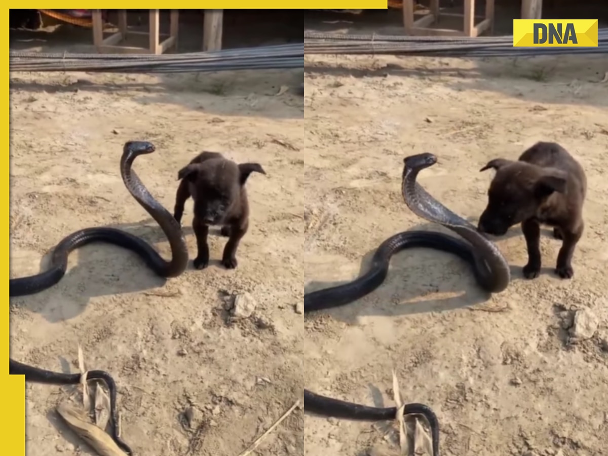 Unlikely friendship: Viral video captures adorable interaction between puppy and king cobra