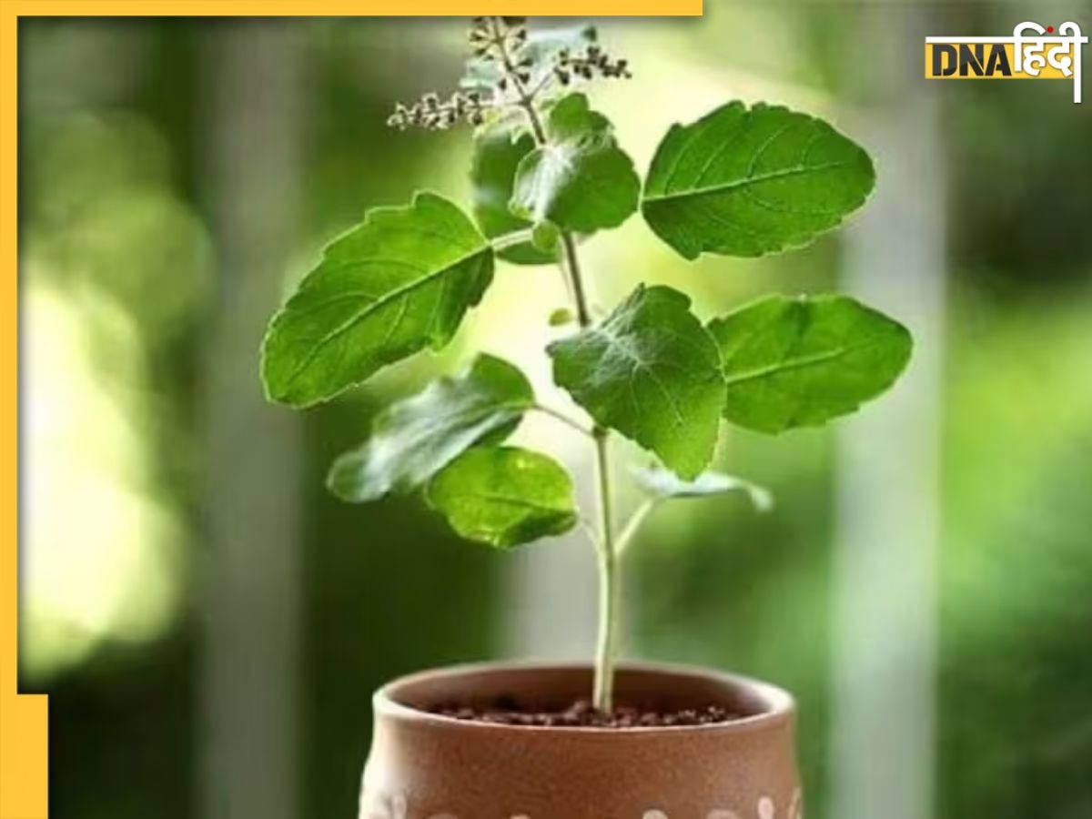 Gardening Tips: सूख जाता है तुलसी का पौधा तो इन टिप्स को करें फॉलो, हमेशा हरा-भरा रहेगा